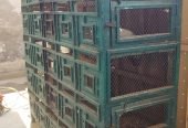 Wooden cage for lovebirds