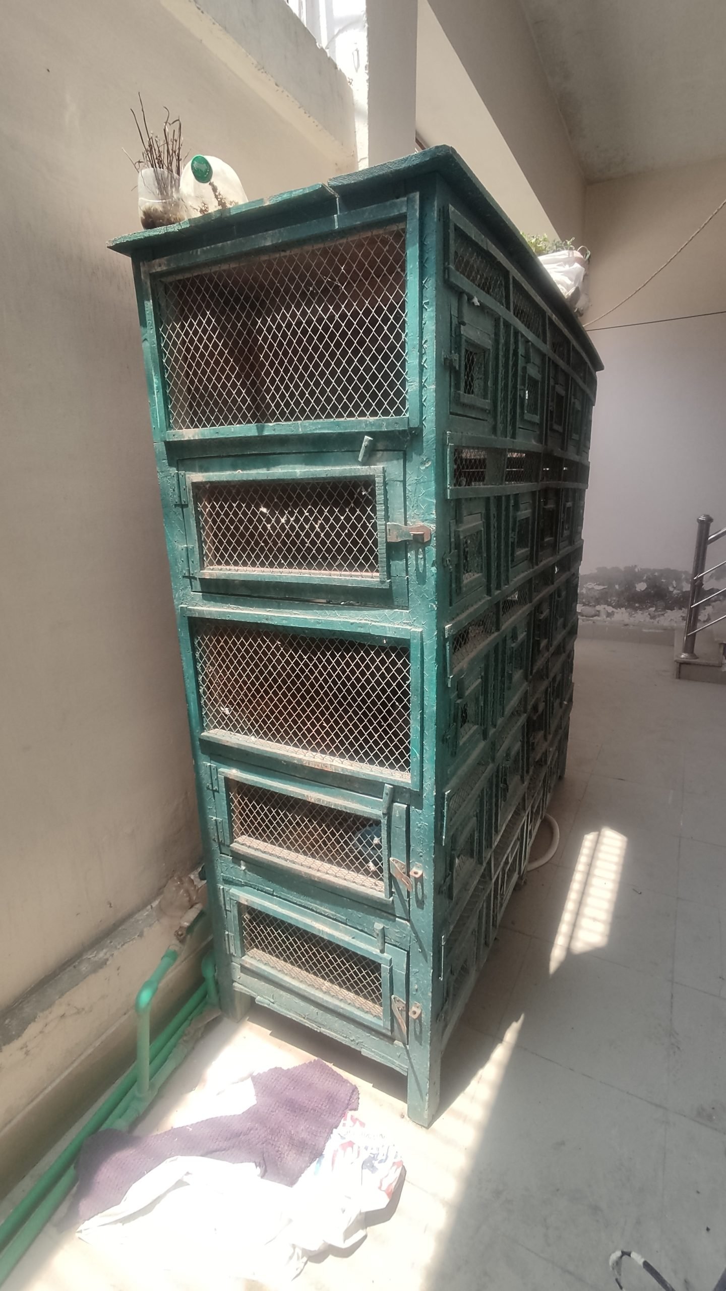 Wooden cage for lovebirds