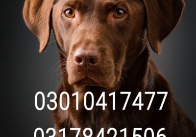 1701270291525-1