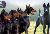 Army dog center Karachi 03017735103