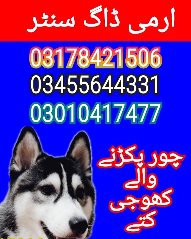Army dog center lahore 03017735103