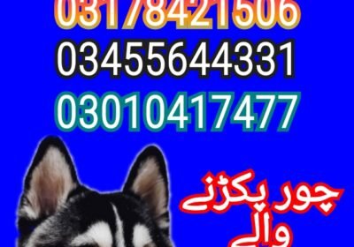 1695704806599