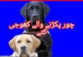 Army dog center lahore 03017735103