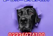 Army dog center kohat 03336974100