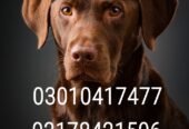 Army dog center lahore 03017735103