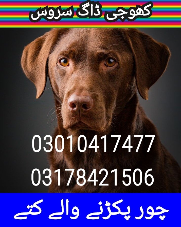 Army dog center lahore 03017735103