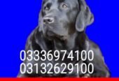 Army dog center kohat 03336974100