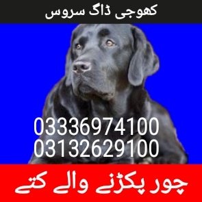 Army dog center kohat 03336974100