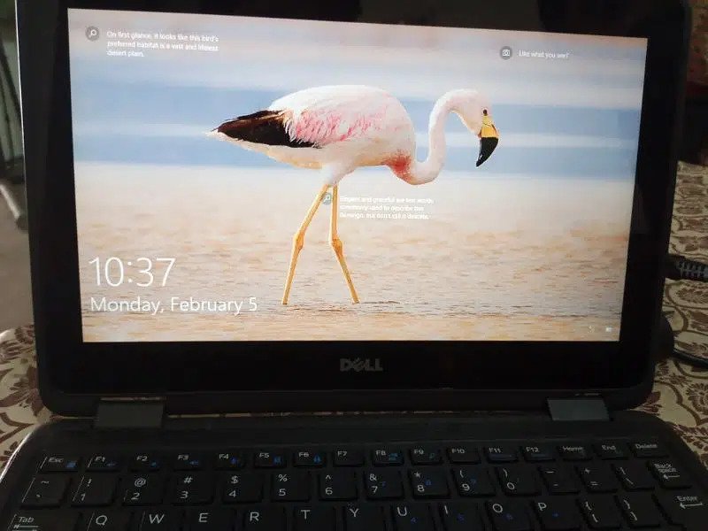 Dell Latitude for sale