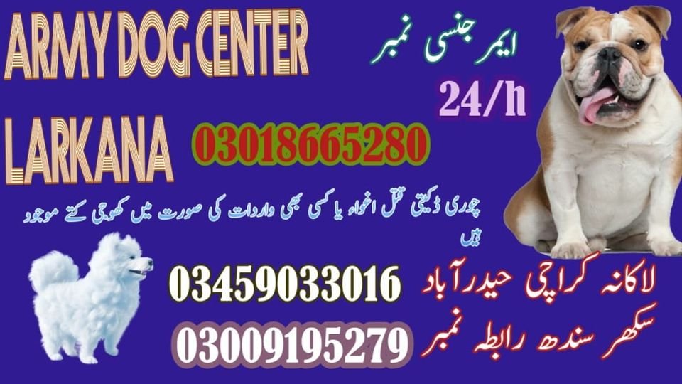 Army Dog Center Sukkur Larkana 03458966073
