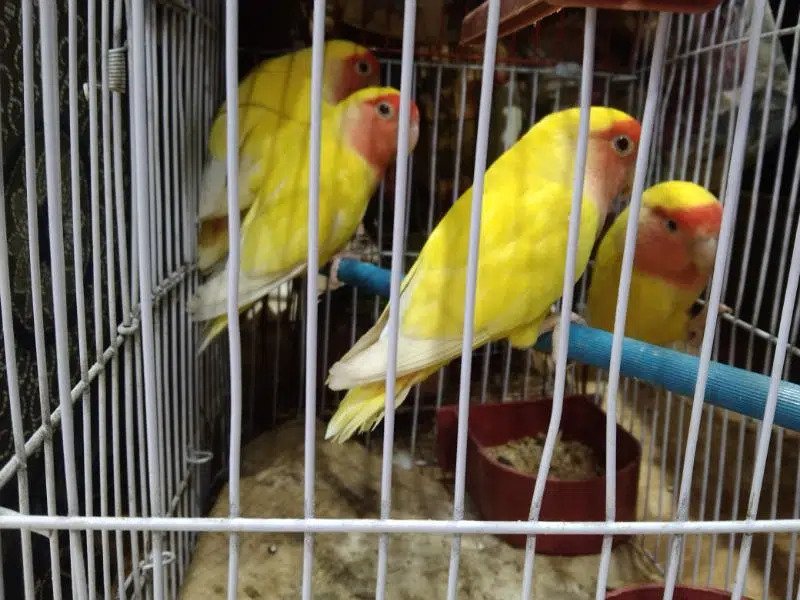 Love birds*lotino red eye breader pair 4800 final price per