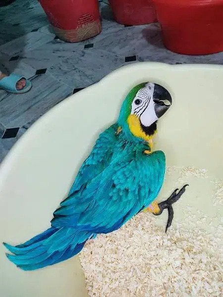 Blue macaw parrot chicks for sale