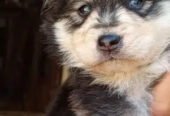 Siberian husky/agouti Siberian husky puppies for sale