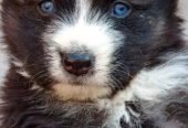 Siberian husky/agouti Siberian husky puppies for sale