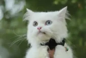 punch face triple Cote kitten