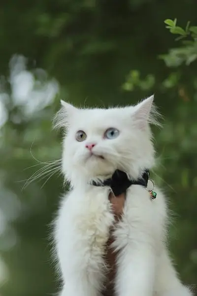 punch face triple Cote kitten