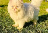 punch face triple Cote kitten