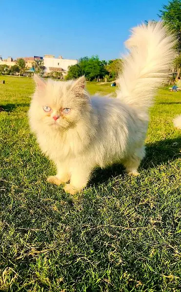punch face triple Cote kitten