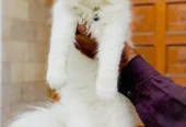 punch face triple Cote kitten