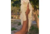 punch face triple Cote kitten