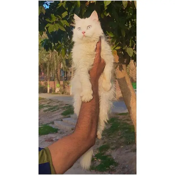 punch face triple Cote kitten