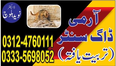 Army Dog Center okara 03335698052