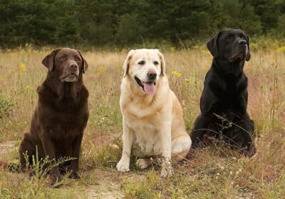 Labrador-Retrievers-three-colors