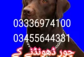 Army dog center karachi 03336974100