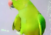 Green parrot for sale