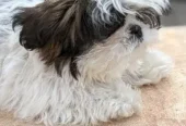 Shihtzu puppies