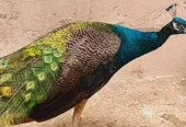 peacock pair