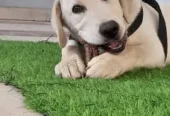 British labrador male pedigree