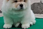 Puppy For Sale Healthy and Vacinated