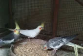I have selling my Cocktail