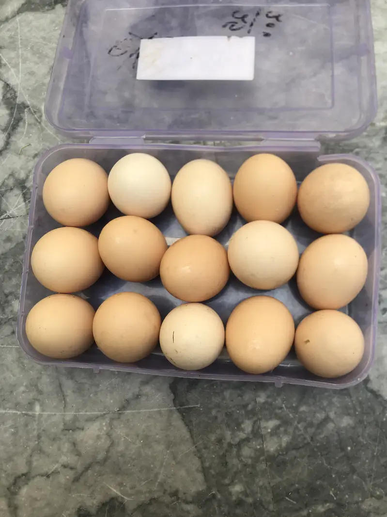 aseel hen eggs