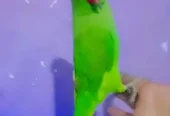 Green parrot for sale