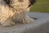 Shihtzu puppies