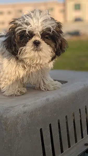 Shihtzu puppies