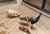 peacock pair