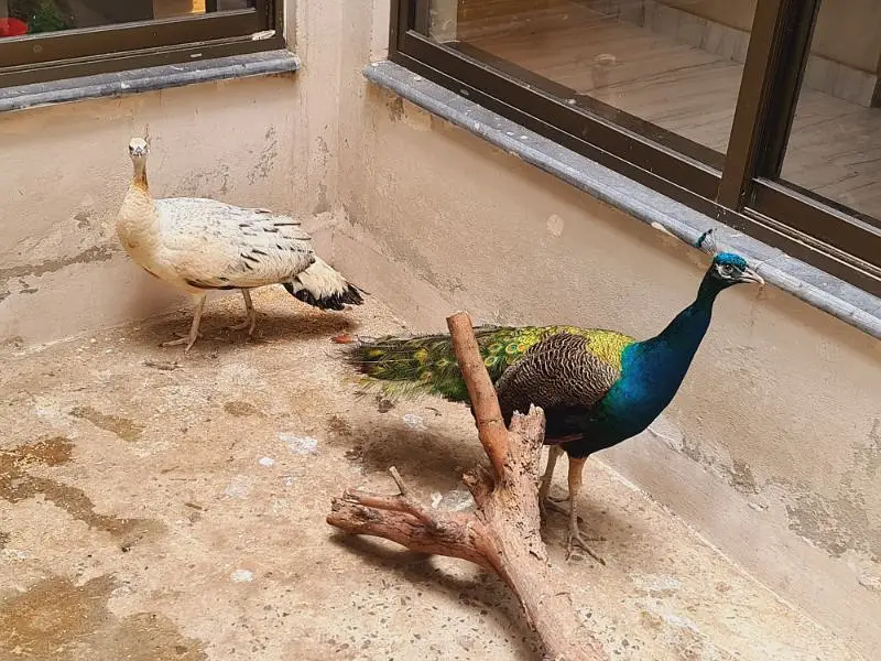 peacock pair