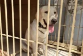 British labrador male pedigree