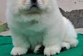 Puppy For Sale Healthy and Vacinated