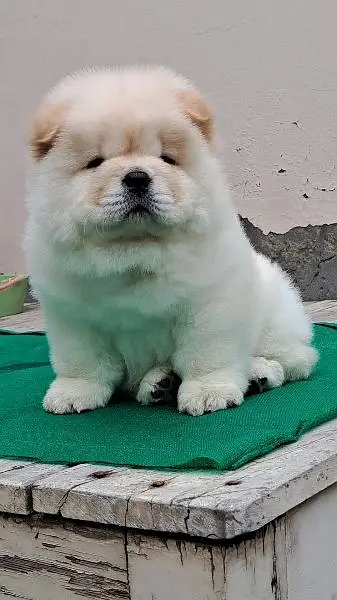 Puppy For Sale Healthy and Vacinated