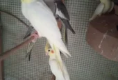 I have selling my Cocktail