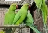 Green parrot for sale