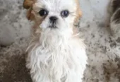 Shihtzu puppies
