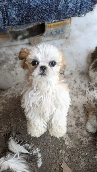 Shihtzu puppies