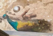 peacock pair