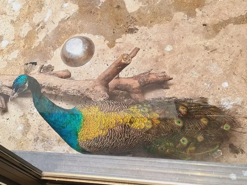 peacock pair