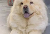 Puppy For Sale Healthy and Vacinated